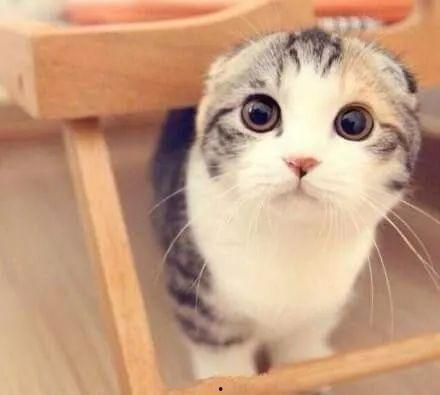 娛樂吃瓜君折耳貓視頻,萌態(tài)百出，笑料連連