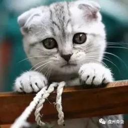 娛樂吃瓜君折耳貓視頻,萌態(tài)百出，笑料連連