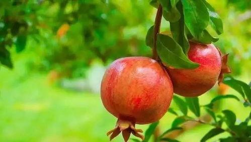 娛樂吃瓜醬買石榴,石榴盛宴，甜蜜來襲！