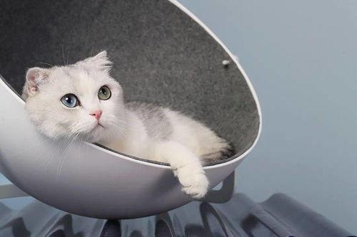 娛樂吃瓜醬改造貓窩,萌寵新居，趣味升級！