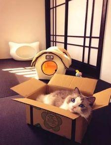 娛樂吃瓜醬改造貓窩,萌寵新居，趣味升級！