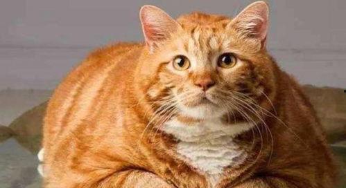 娛樂吃瓜醬橘貓,娛樂界的“喵星人”