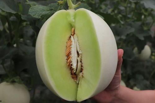 娛樂(lè)吃瓜菌人人有苦衷,人人有苦衷，吃瓜菌帶你探秘幕后真相