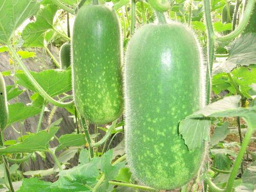 娛樂吃瓜場地圖片高清,一場視覺盛宴的幕后揭秘