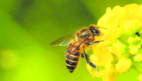 蜜蜂吃瓜娛樂(lè),揭秘甜蜜背后的趣味世界