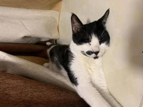 娛樂(lè)吃瓜醬男朋友不如貓,揭秘娛樂(lè)圈中的“喵星人”魅力