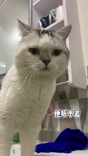 娛樂(lè)吃瓜醬男朋友不如貓,揭秘娛樂(lè)圈中的“喵星人”魅力