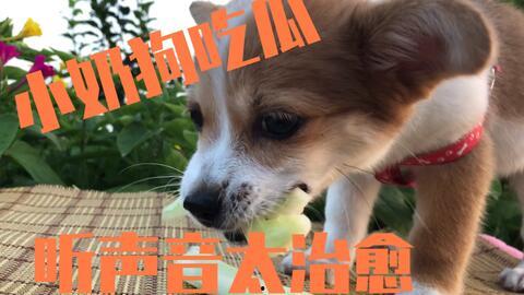 娛樂吃瓜醬送小狗視頻下載,萌寵來襲，溫馨瞬間盡收眼底