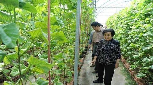 娛樂吃瓜蜀黍廣告語是什么,揭秘娛樂圈那些事兒