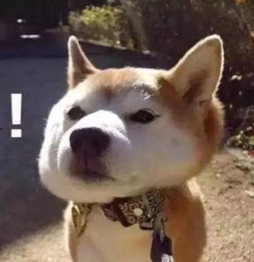 傻狗的日常娛樂吃瓜君,吃瓜君帶你領略娛樂圈的歡樂瞬間