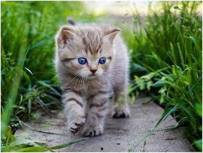 娛樂吃瓜醬旅館貓咪,揭秘娛樂吃瓜醬旅館的喵星人生活