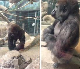 娛樂吃瓜醬動(dòng)物園大猩猩,動(dòng)物園大猩猩的趣味日常