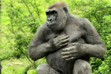 娛樂吃瓜醬動(dòng)物園大猩猩,動(dòng)物園大猩猩的趣味日常