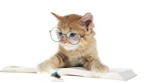 娛樂(lè)吃瓜君小貓咪,揭秘娛樂(lè)圈那些不為人知的幕后故事