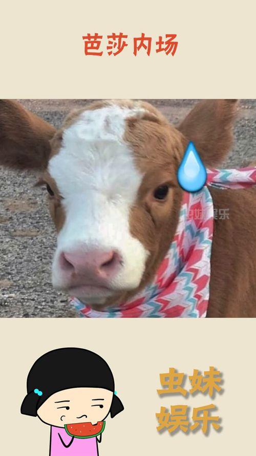 娛樂吃瓜醬動物