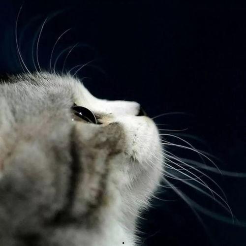 娛樂吃瓜貓捉鳥是真的嗎,娛樂吃瓜貓捉鳥事件，真相究竟如何？