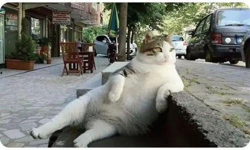 娛樂吃瓜貓捉鳥是真的嗎,娛樂吃瓜貓捉鳥事件，真相究竟如何？