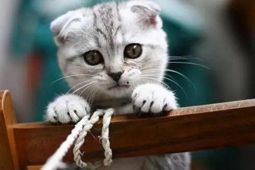 娛樂吃瓜君和折耳貓后續(xù),一場(chǎng)跨界奇遇記