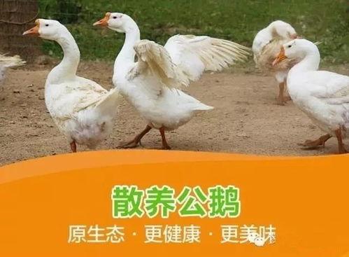 八鵝吃瓜菌娛樂(lè)圈,娛樂(lè)圈風(fēng)云錄