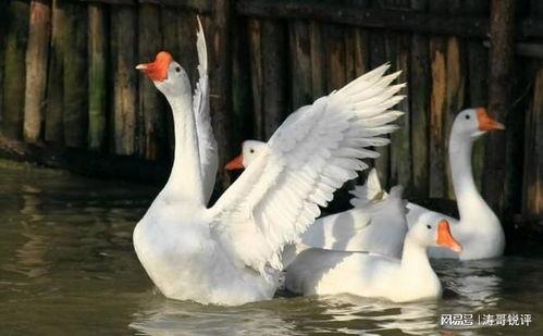 八鵝吃瓜菌娛樂(lè)圈,娛樂(lè)圈風(fēng)云錄