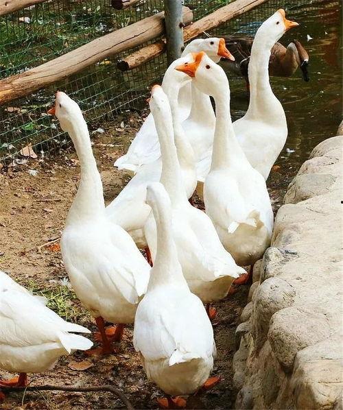 八鵝吃瓜菌娛樂(lè)圈,娛樂(lè)圈風(fēng)云錄