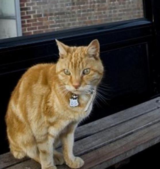 娛樂吃瓜醬小貓坐公交車,萌寵坐公交，趣味橫生一幕