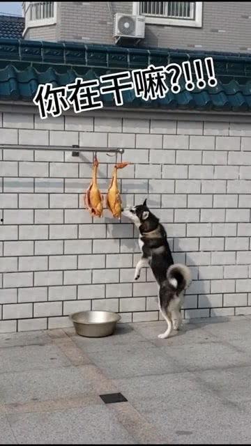 娛樂吃瓜醬送小狗視頻下載,萌寵來襲，溫馨瞬間盡收眼底