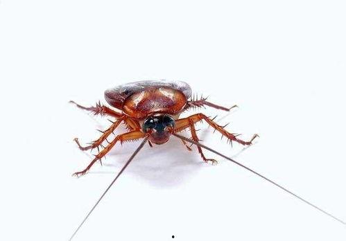 娛樂吃瓜醬蟑螂咬人,蟑螂咬人事件背后的驚人真相