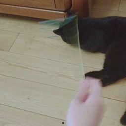 娛樂吃瓜醬貓咪視頻,萌態(tài)十足，網(wǎng)友直呼“太可愛了！”