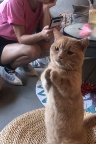 娛樂吃瓜醬貓咪視頻,萌態(tài)十足，網(wǎng)友直呼“太可愛了！”