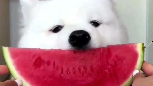 娛樂(lè)吃瓜醬薩摩耶,揭秘娛樂(lè)圈那些不為人知的幕后故事