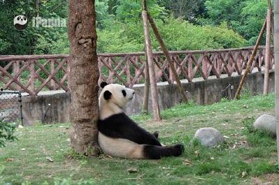 娛樂(lè)吃瓜熊貓視頻