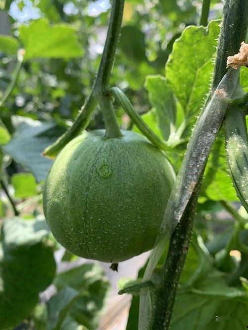 娛樂吃瓜的瓜,揭秘明星幕后故事