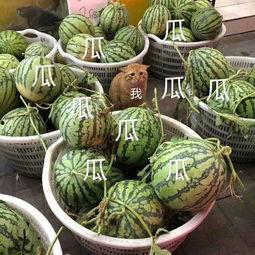 娛樂吃瓜的瓜,揭秘明星幕后故事