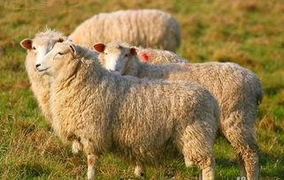 羊了個(gè)羊吃瓜娛樂(lè),吃瓜娛樂(lè)背后的網(wǎng)絡(luò)狂歡